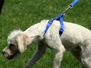 ο σκύλος τραβάει στη βόλτα