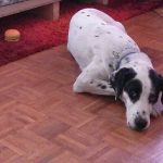 εκπαίδευση σκύλων