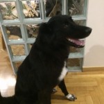 Εκπαιδευση σκυλων ημίαιμο