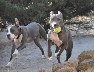 επιβράβευση στην εκπαίδευση σκύλων