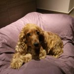 εκπαίδευση σκύλων κόκερ