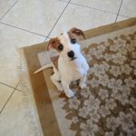 Εκπαίδευση σκύλων