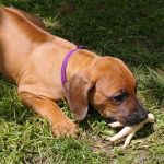 εκπαίδευση σκύλων ροδεσιανό ρίτζμπακ