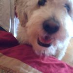 εκπαίδευση σκύλων