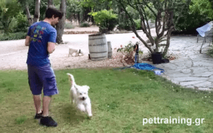 άσκηση και εκπαίδευση σκύλων