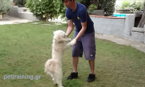 θετική εκπαίδευση σκύλων