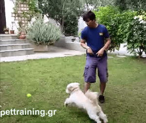 θετική εκπαίδευση σκύλων επιβράβευση παιχνίδι