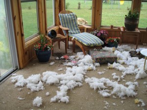 σκύλος κάνει ζημιές