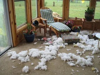 σκύλος κάνει ζημιές