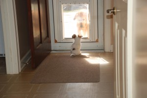 Σκύλος μόνος στο σπίτι