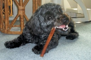 σκύλος μόνος στο σπίτι 2