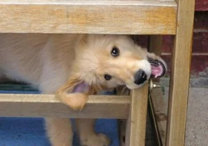 ο σκύλος κάνει ζημίες