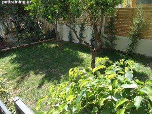 pettraining.gr θετική εκπαίδευση σκύλων o χώρος μας