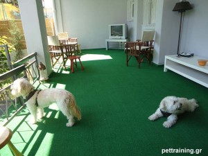 pettraining.gr θετική εκπαίδευση σκύλων o χώρος μας