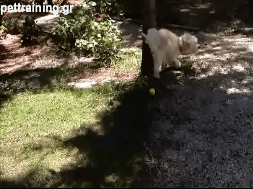 εκπαίδευση σκύλων στη τουαλέτα