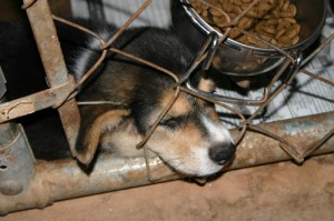 τι πρέπει να προσέξετε πριν υιοθετήσετε ένα κουτάβι