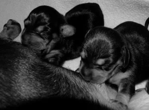 τι πρέπει να προσέξετε πριν υιοθετήσετε ένα κουτάβι