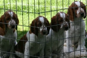 τι πρέπει να προσέξετε πριν υιοθετήσετε ένα κουτάβι