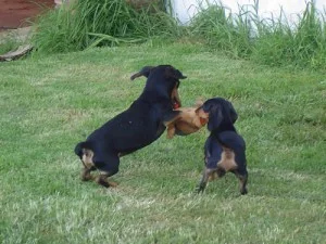 τι πρέπει να προσέξετε πριν υιοθετήσετε ένα κουτάβι