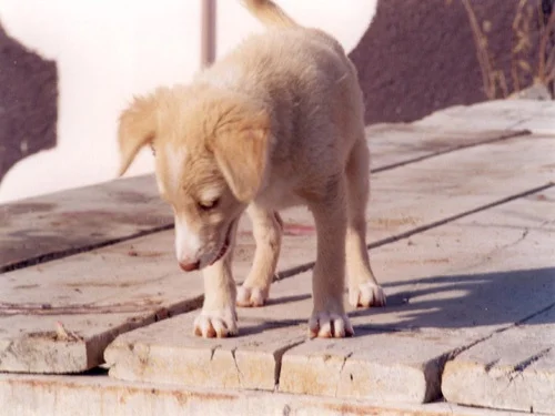 τι πρέπει να προσέξετε πριν υιοθετήσετε ένα κουτάβι