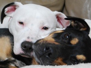 τα συναισθήματα των σκύλων