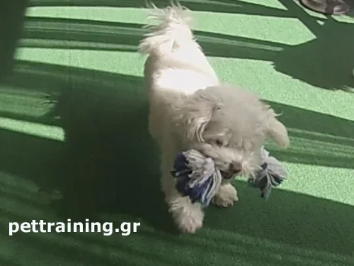 εκπαίδευση σκύλων να επιστρέψουν το παιχνίδι