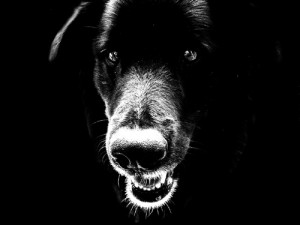 επιθετικότητα στους σκύλους