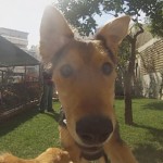 θετική εκπαίδευση σκύλων