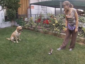 θετική εκπαίδευση σκύλων λαμπραντόρ