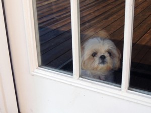 Άγχος αποχωρισμού στου σκύλους