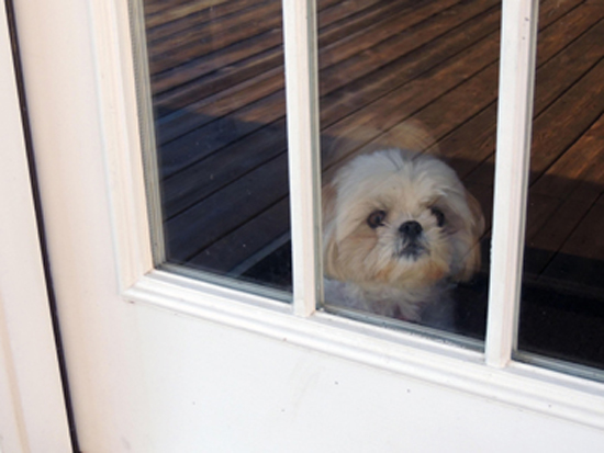 Άγχος αποχωρισμού στου σκύλους