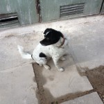 θετική εκπαίδευση σκύλων