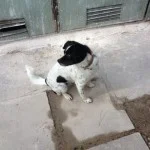 θετική εκπαίδευση σκύλων