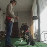 Εκπαίδευση σκύλων