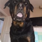 εκπαιδευση σκυλων ροντβαιλερ