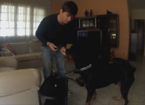 εκπαίδευση σκύλων στο σπίτι