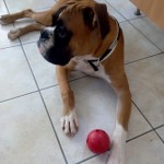 Θετική εκπαιδευση σκύλων boxer