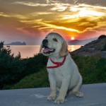 Εκπαιδευση σκυλων λαμπραντορ