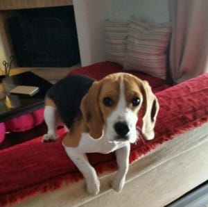 εκπαίδευση σκύλων beagle