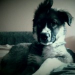 εκπαίδευση σκύλων