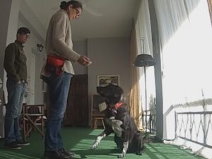 Εκπαίδευση σκύλων