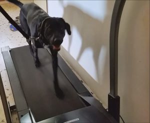 Εκπαίδευση σκύλου στο διάδρομο