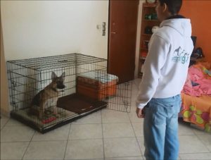 εκπαιδευση σκύλων στο σπίτι