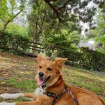 εκπαιδευση σκυλων