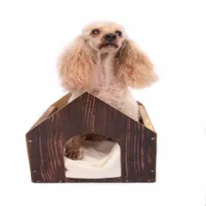 Εκπαίδευσαη σκύλων στο σπίτι