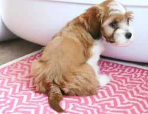 εκπαιδευση κουταβιου στην τουαλετα