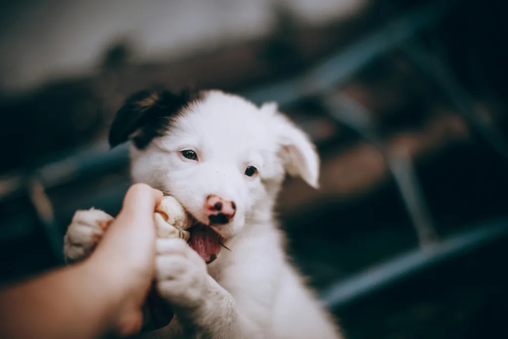 Cute puppy playfully biting a toy bone outdoors, showcasing its playful energy.