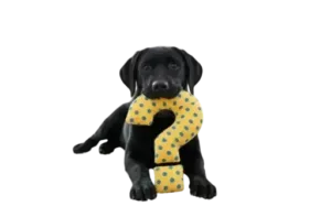 συχνες ερωτήσεις για την εκπαίδευση σκύλων